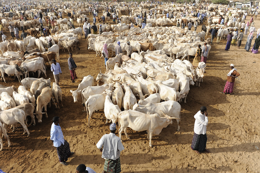 Kenya closes livestock markets near Somalia's border to curb Coronavirus |  HalQaran.com